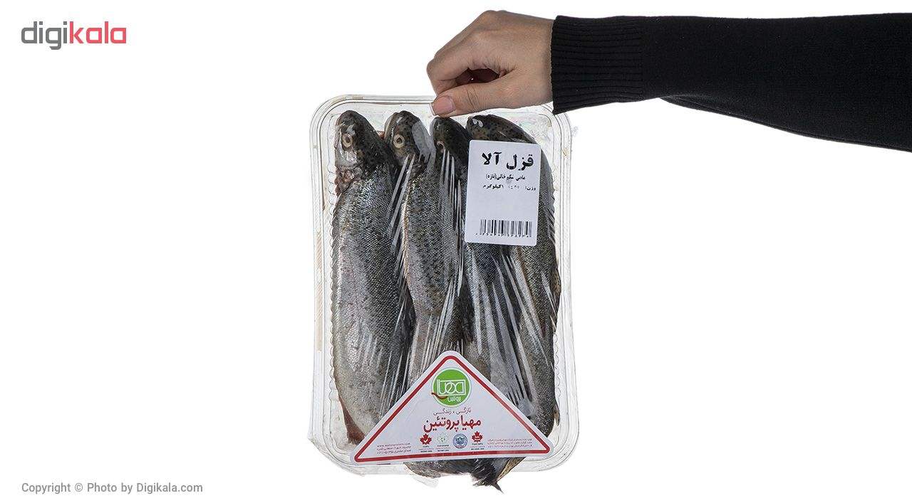 خرید فوری ماهی قزل آلا شکم خالی مهیا پروتئین مقدار 1000 گرم 