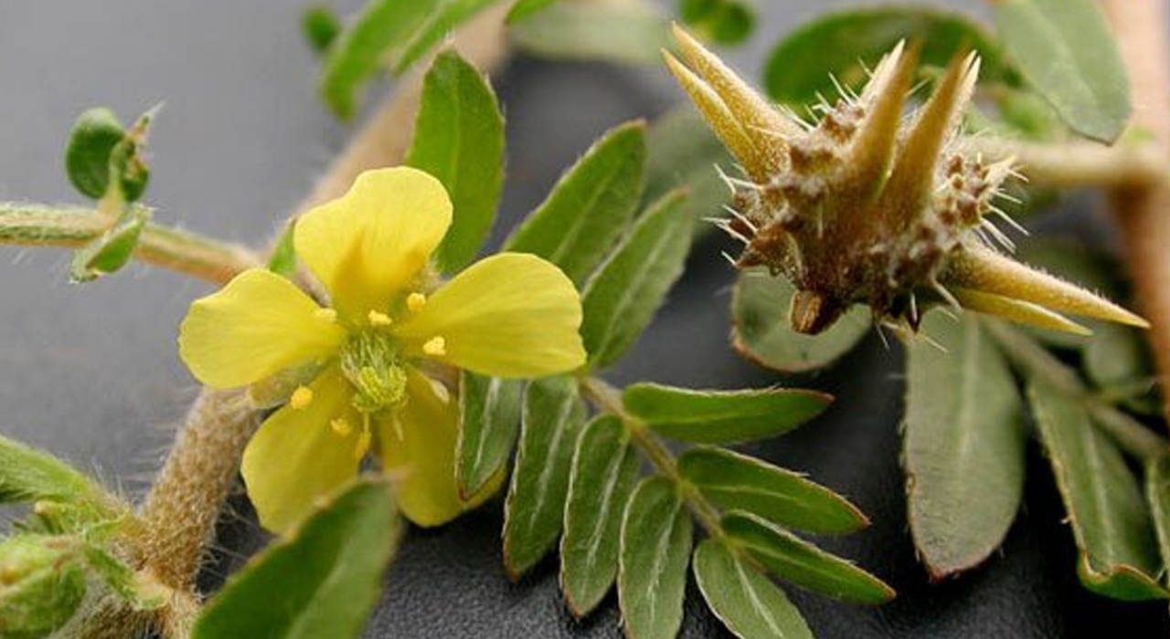 خواص خارخاسک جهت درمان سنگ کلیه و مثانه